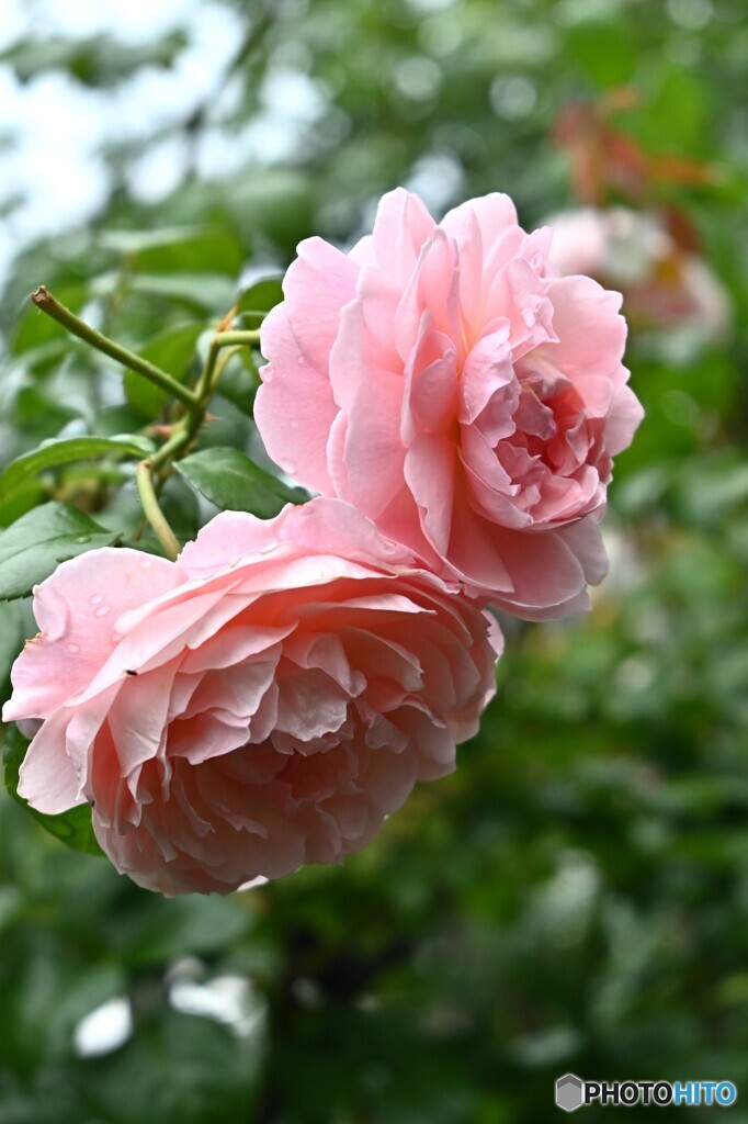 真夏の薔薇