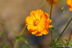 秋の彩り