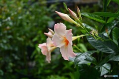 夏を惜しんで