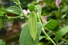 梅雨が明けたら