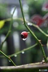 最後も雨