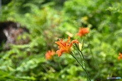 夏の野