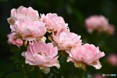 いつも一緒に