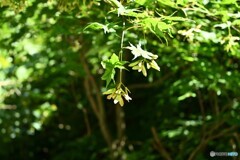 夏陽