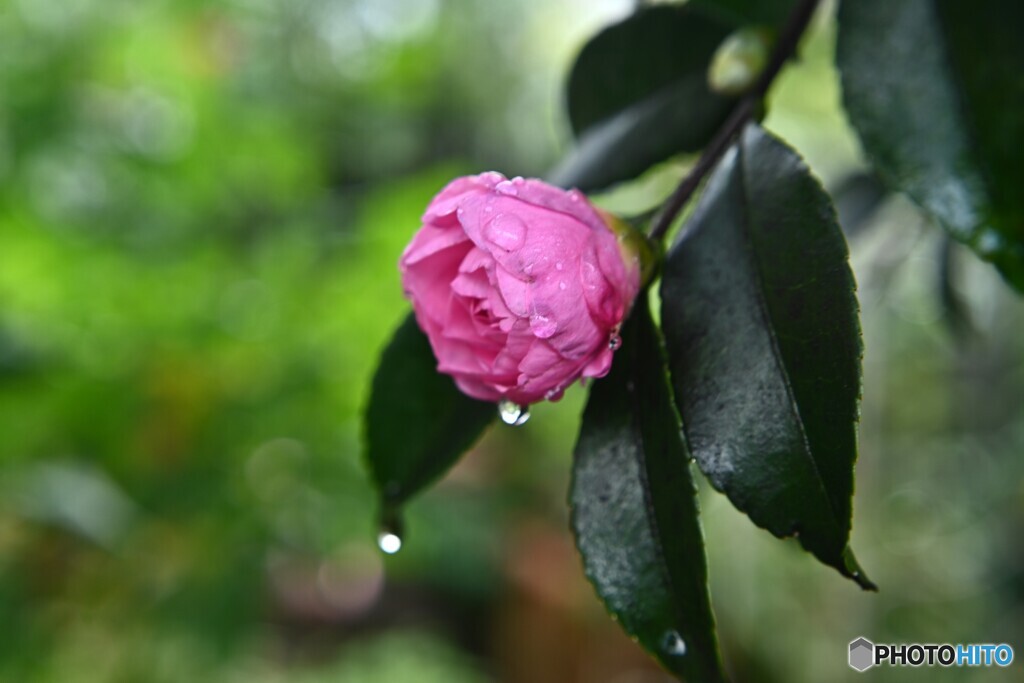 秋に咲いても冬の花