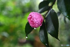 秋に咲いても冬の花