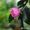 秋に咲いても冬の花