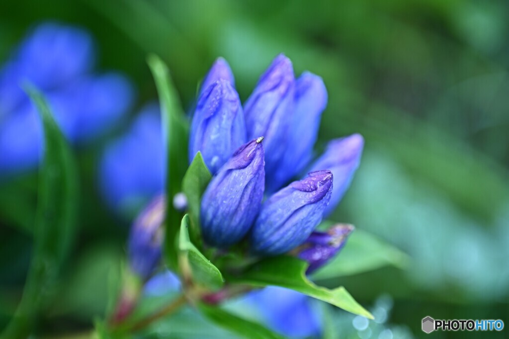 高原の華