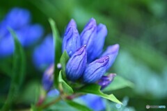 高原の華
