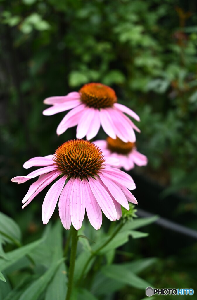 夏花