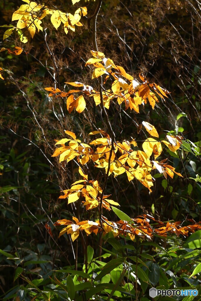 射る紅葉
