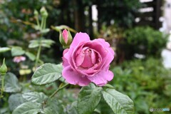 未だ頑張ります
