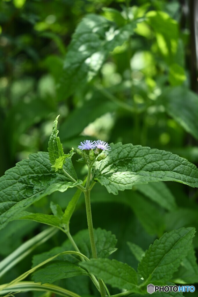 衰え行く・・・・・