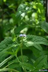 衰え行く・・・・・