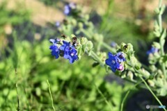 別れの夏色