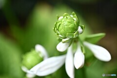 清涼感