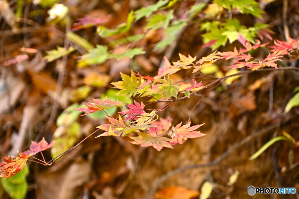 照山紅葉