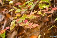 照山紅葉