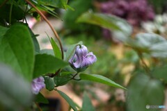 木陰でそっと 木陰でそっと