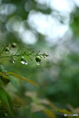 天候不順