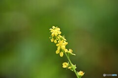 小さな秋