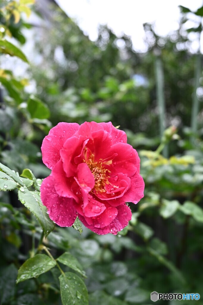 雨に打たれながらも