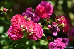 華やいで