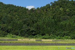 山里の風景