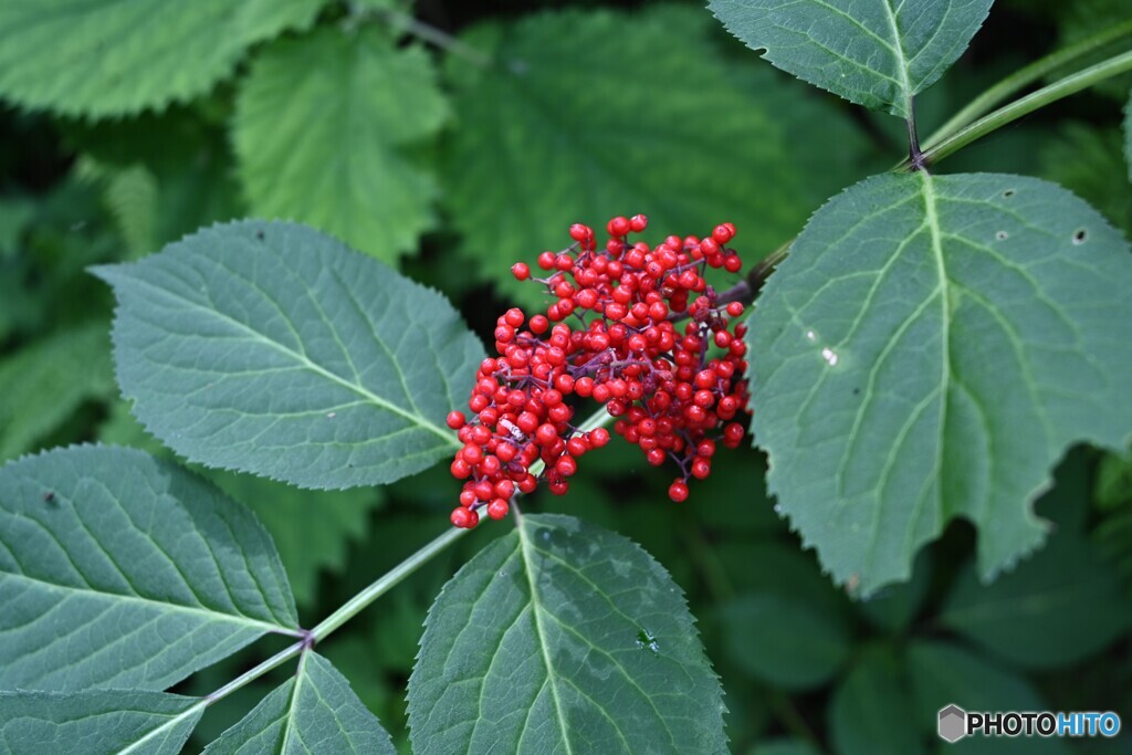紅鮮やか