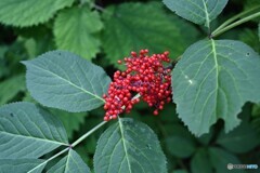 紅鮮やか