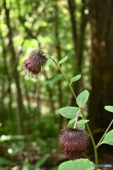 誰も居ない森で