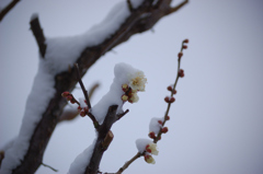 梅の花と雪