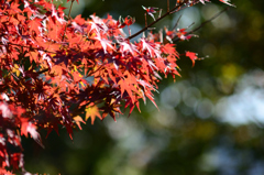11月のイロハモミジ