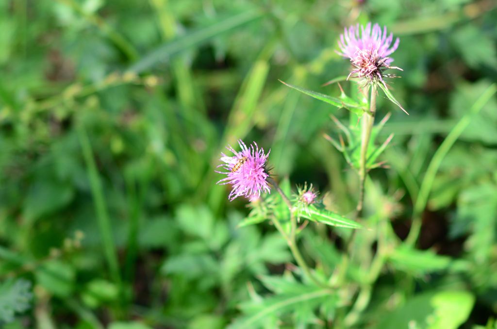 ハチとアザミ