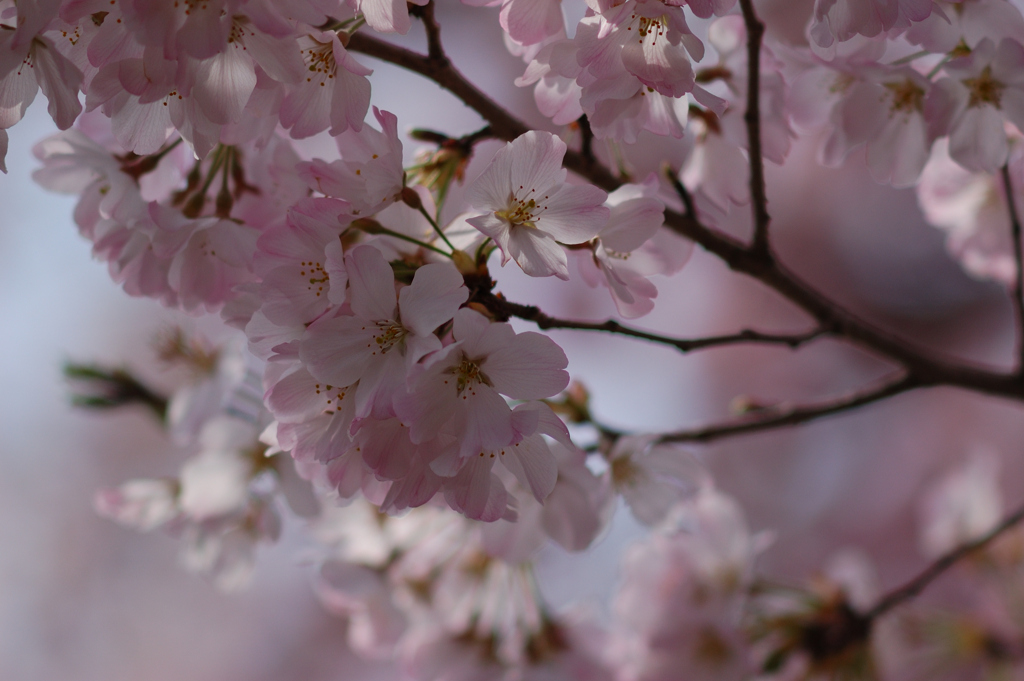 桜