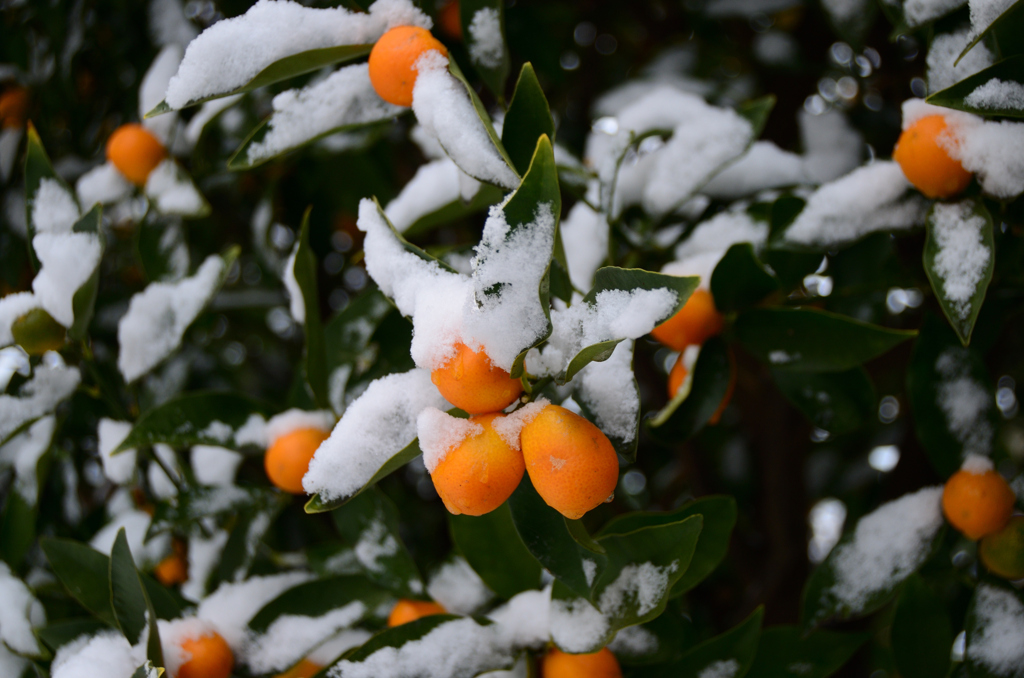 金柑と雪