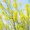 菜の花