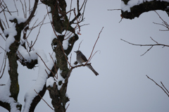 降雪の日のヒヨドリ