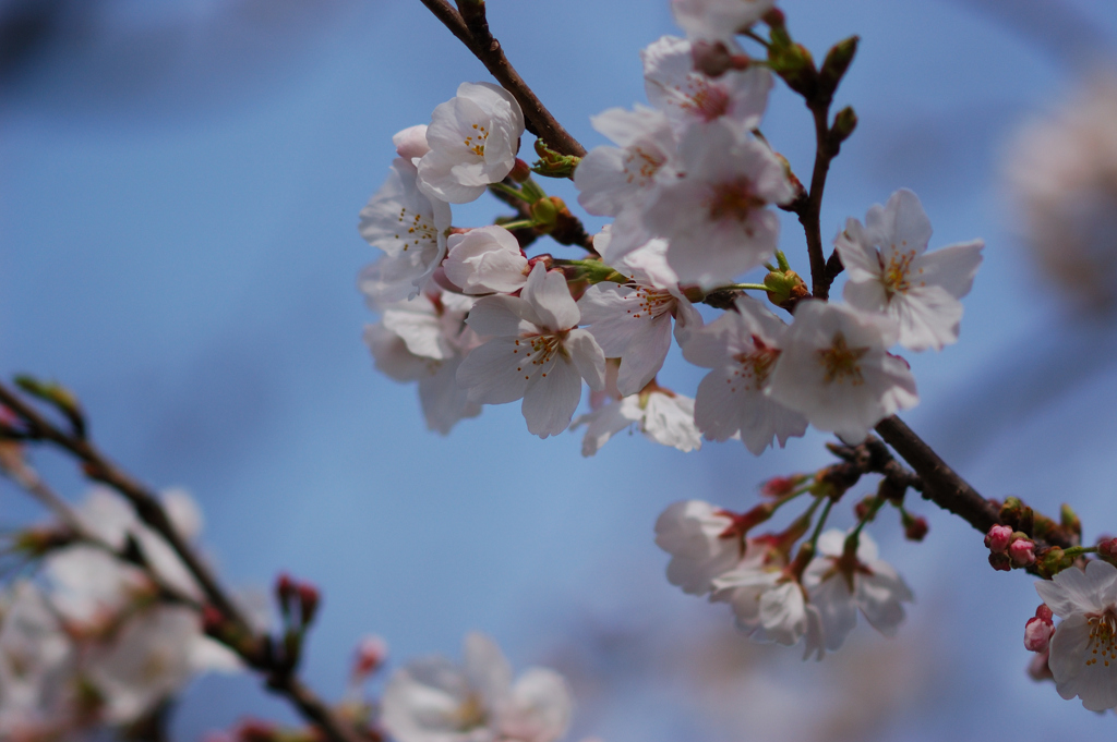 桜