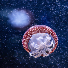 UFO