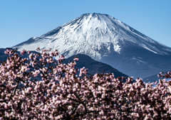 春の富士