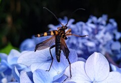 DSC_0006_1_1