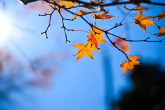 強羅公園の紅葉