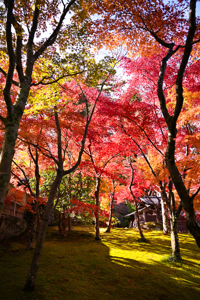 紅葉のトンネル