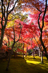 紅葉のトンネル