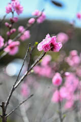 ももの花