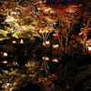 公園の紅葉狩り