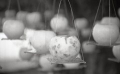 アーガスC44Rテストショット06