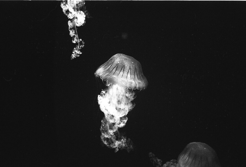 アーガスC44Rテストショット05