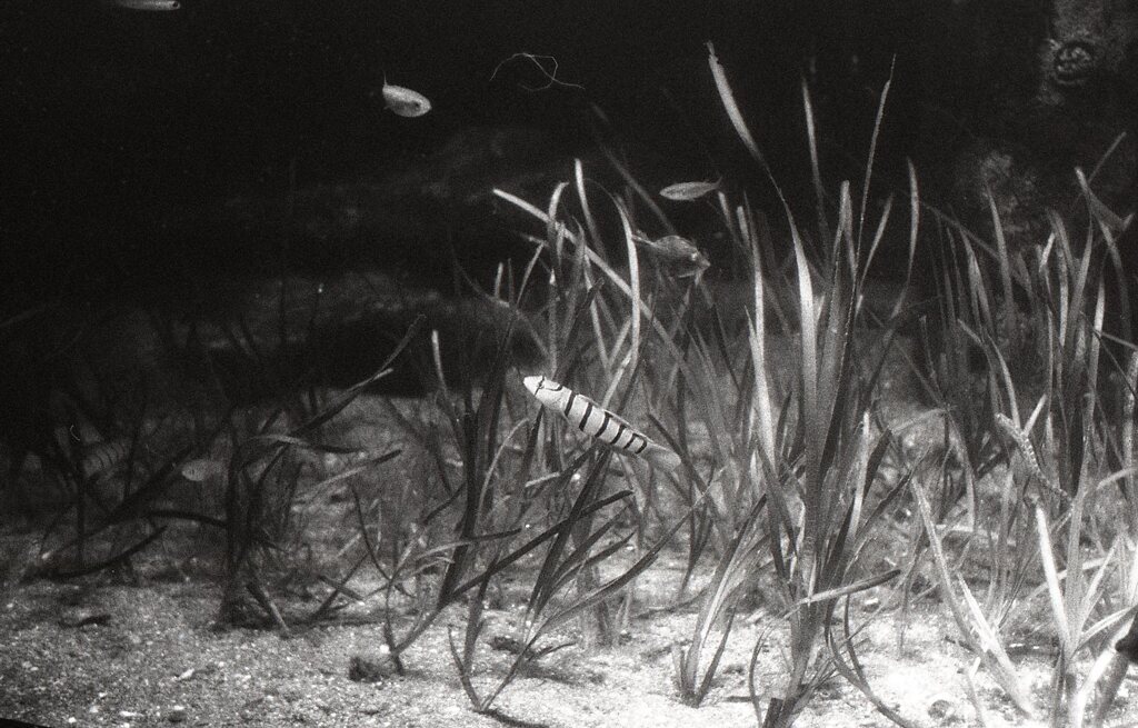 アーガスC44Rテストショット01